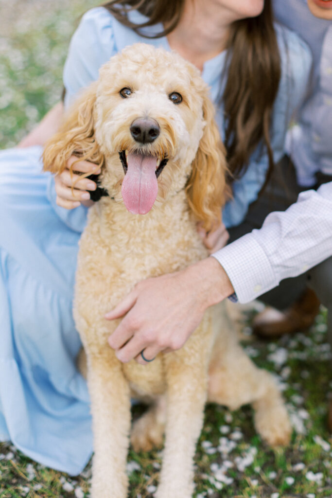 Almond blossom photo session with labradoodle