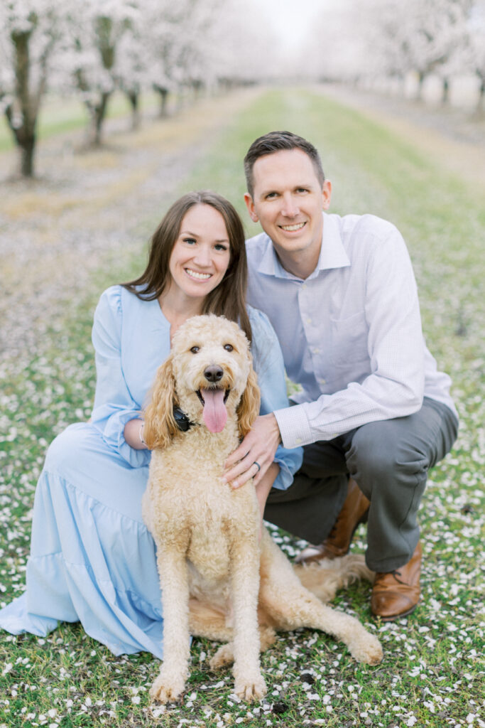 Almond blossom photo session with labradoodle