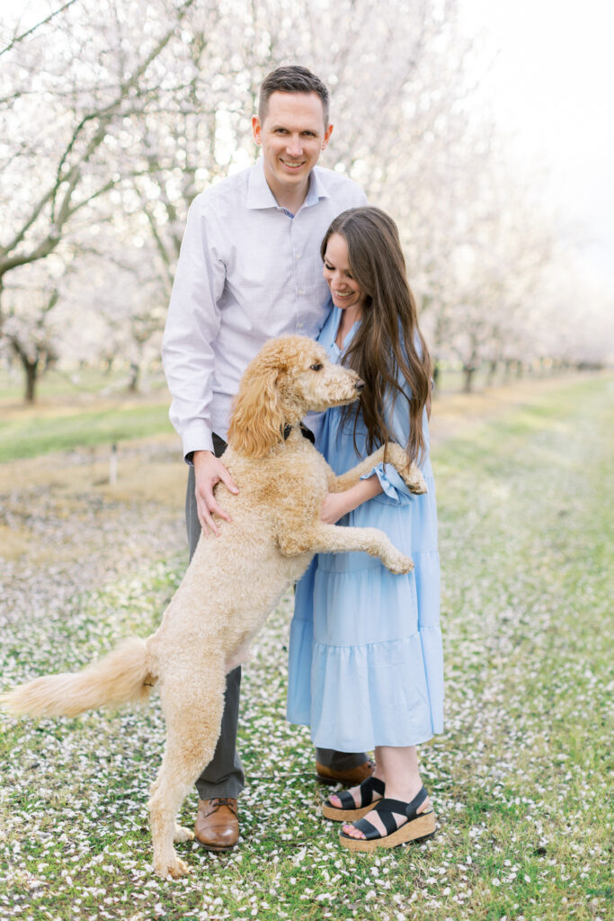 Almond blossom photo session with labradoodle