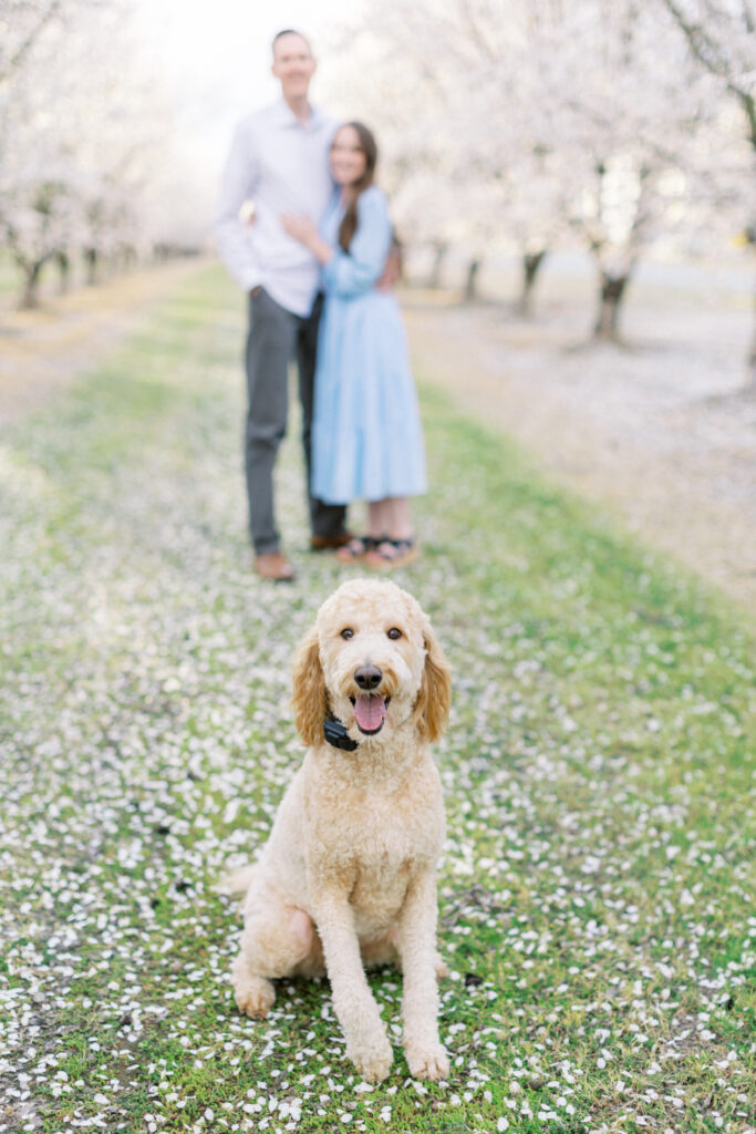 Almond blossom photo session with labradoodle