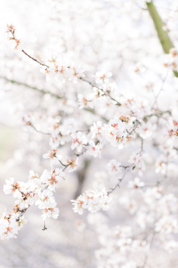 Almond Blossoms