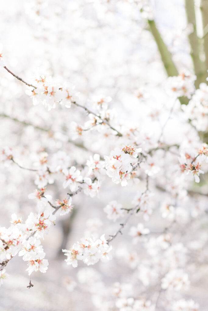 Almond Blossoms