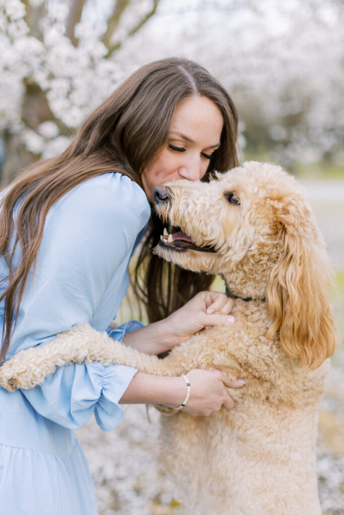 Almond blossom photo session with labradoodle