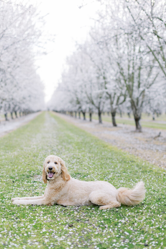 Almond blossom photo session with labradoodle