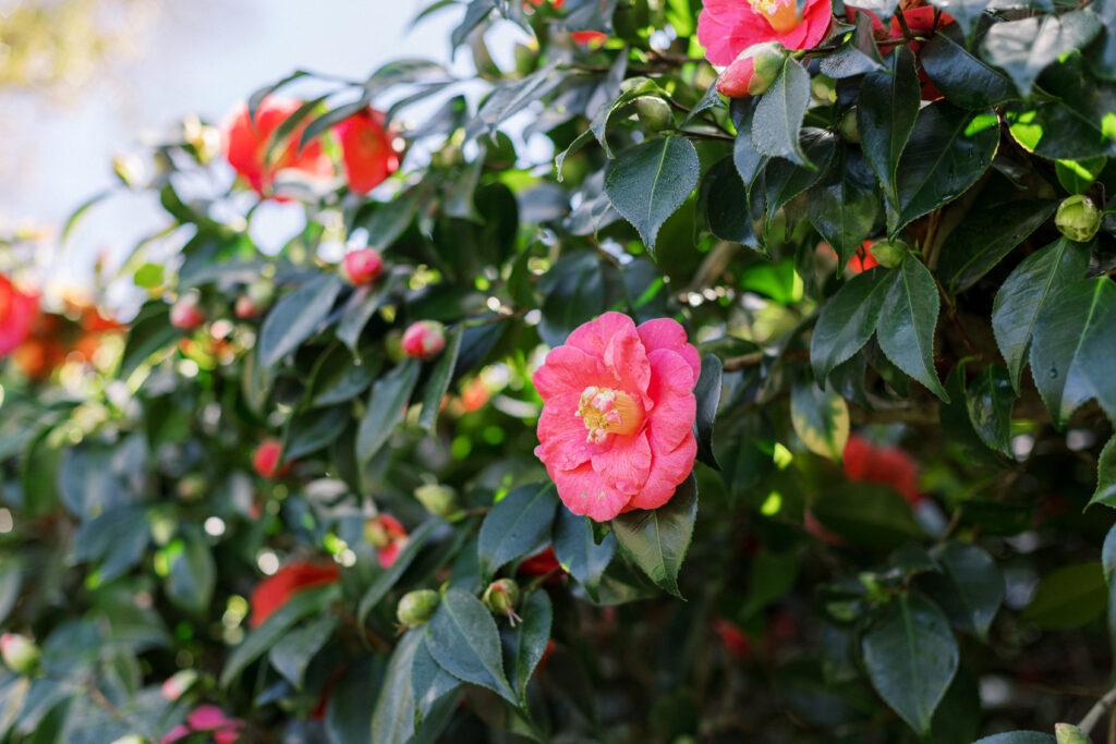 Camelia flower at Filoli 