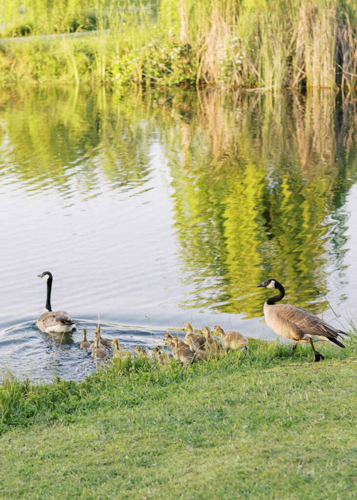 Geese at Bywater Hollow Lavender Farm